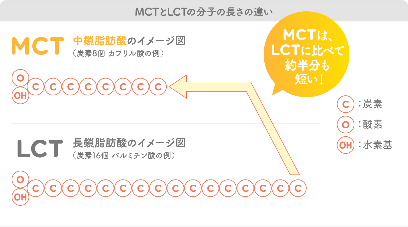 MCTとLCTの分子の長さの違い MCTは、LCTに比べて約半分も  短い！